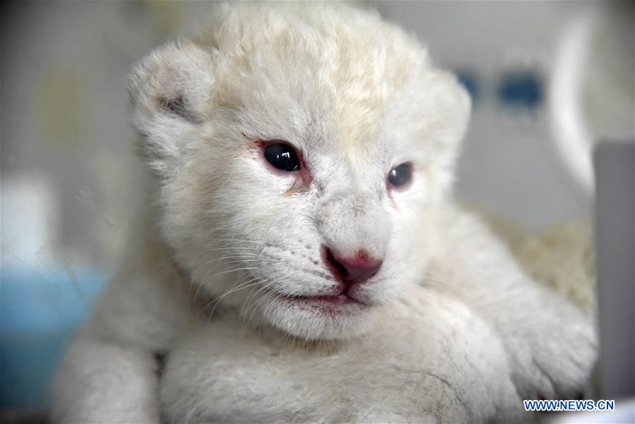 CHINA-SHANDONG-JINAN-WHITE LION CUBS-BIRTH (CN)
