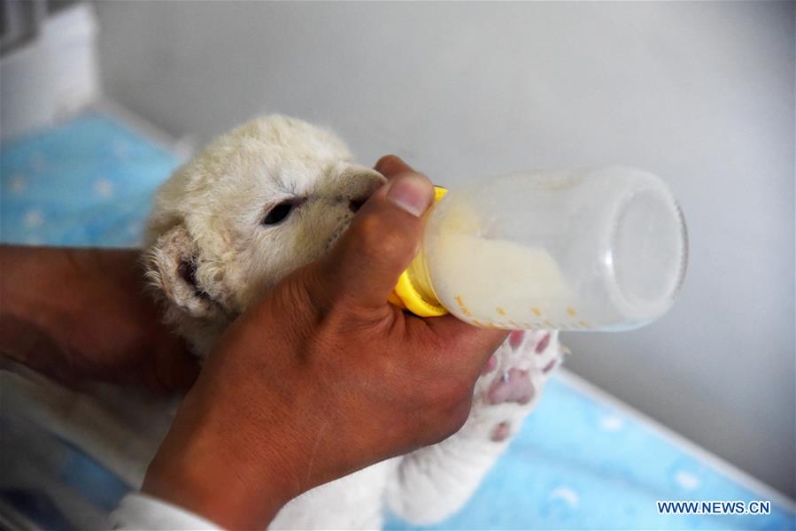 CHINA-SHANDONG-JINAN-WHITE LION CUBS-BIRTH (CN)