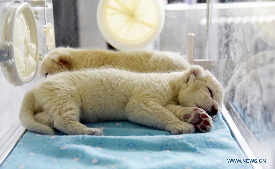 CHINA-SHANDONG-JINAN-WHITE LION CUBS-BIRTH (CN)