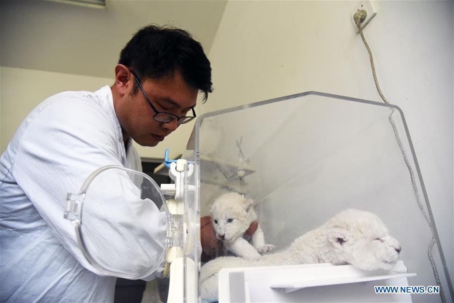 CHINA-SHANDONG-JINAN-WHITE LION CUBS-BIRTH (CN)