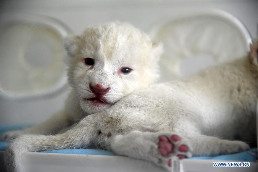 CHINA-SHANDONG-JINAN-WHITE LION CUBS-BIRTH (CN)