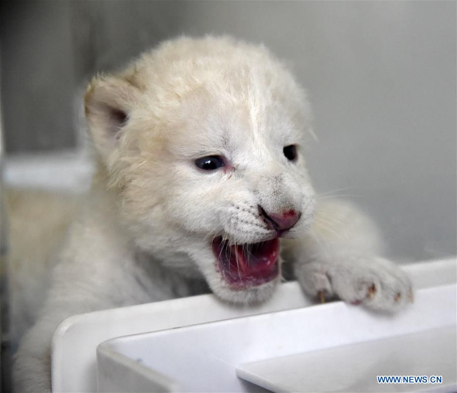 CHINA-SHANDONG-JINAN-WHITE LION CUBS-BIRTH (CN)