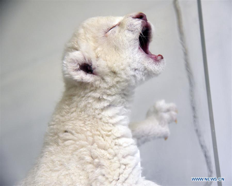 CHINA-SHANDONG-JINAN-WHITE LION CUBS-BIRTH (CN)