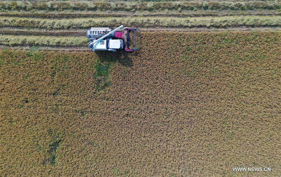 CHINA-JIANGXI-NANCHANG-HARVEST (CN)