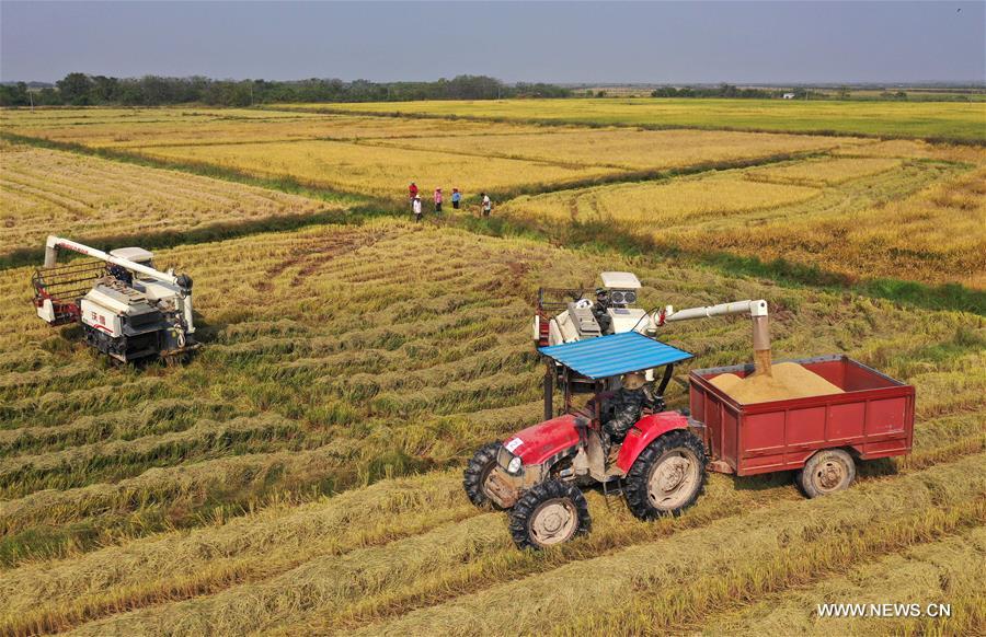 CHINA-JIANGXI-NANCHANG-HARVEST (CN)
