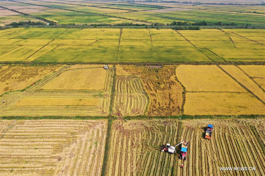 CHINA-JIANGXI-NANCHANG-HARVEST (CN)