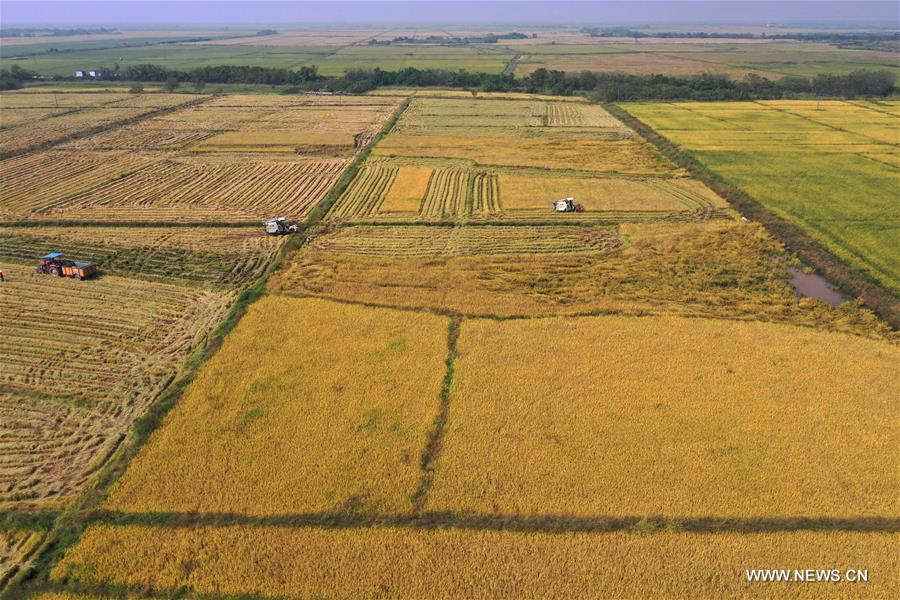 CHINA-JIANGXI-NANCHANG-HARVEST (CN)