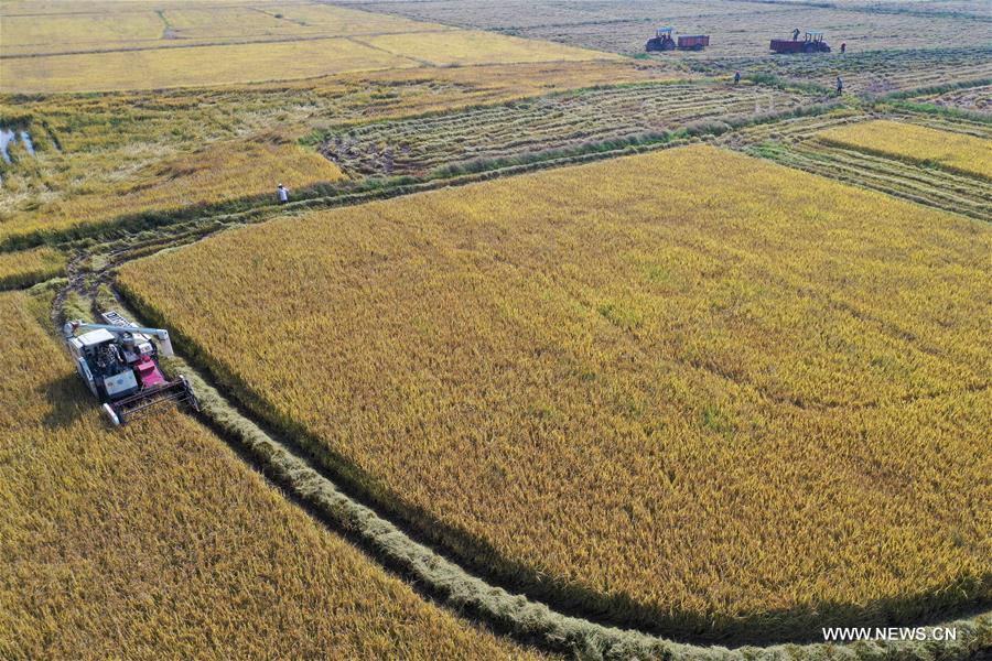 CHINA-JIANGXI-NANCHANG-HARVEST (CN)