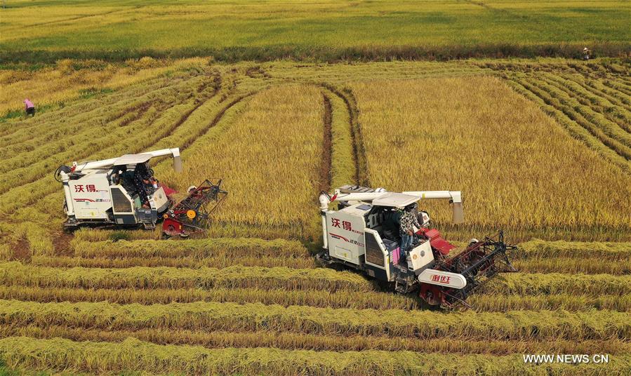 CHINA-JIANGXI-NANCHANG-HARVEST (CN)