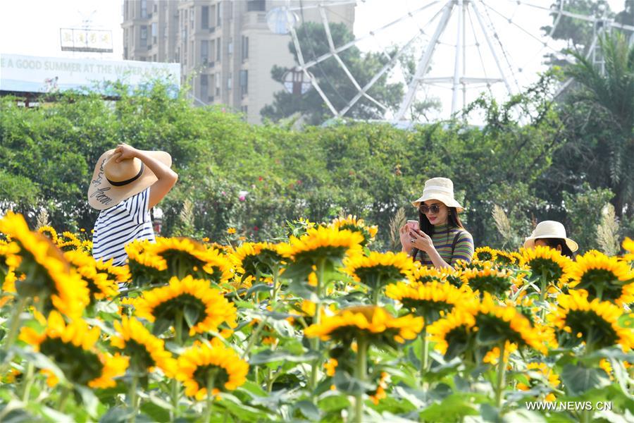 CHINA-HUNAN-CHANGSHA-SUNFLOWER (CN)
