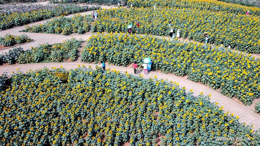 CHINA-HUNAN-CHANGSHA-SUNFLOWER (CN)