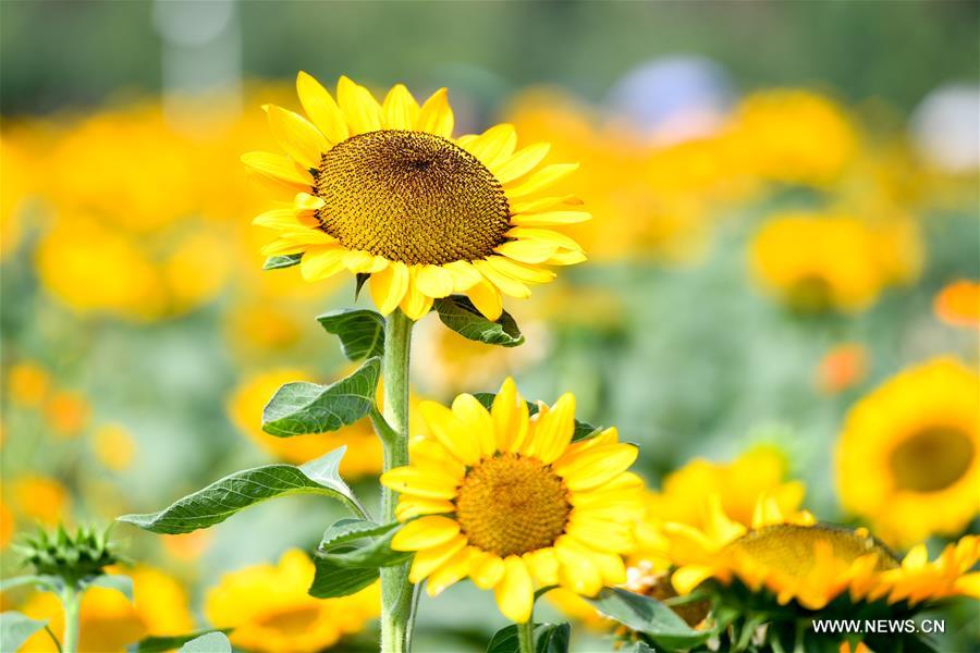 CHINA-HUNAN-CHANGSHA-SUNFLOWER (CN)