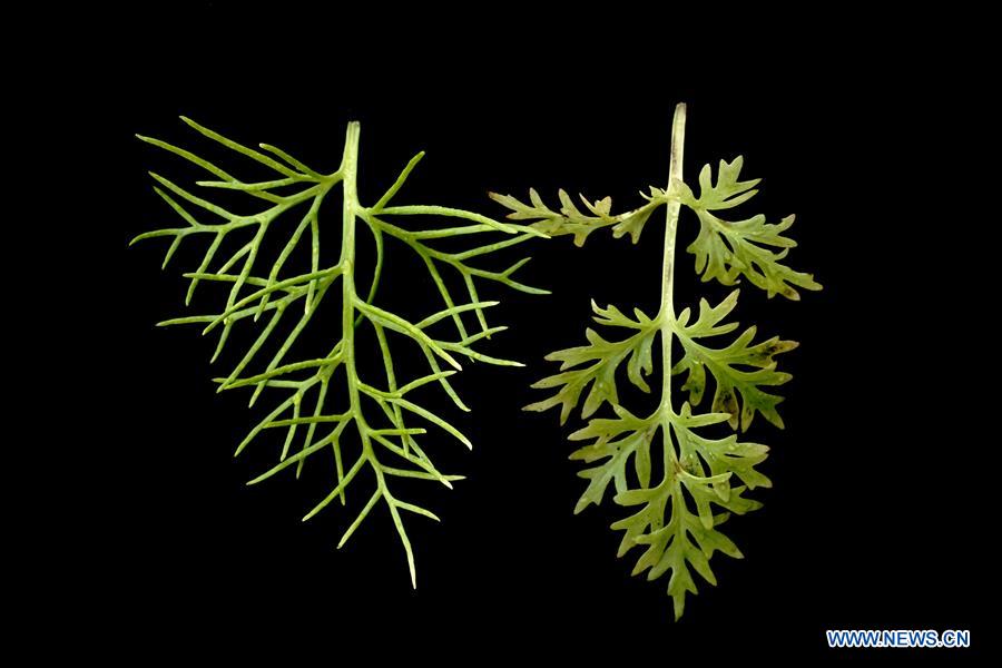 CHINA-SHANGHAI-CERATOPTERIS PTERIDOIDES (CN)