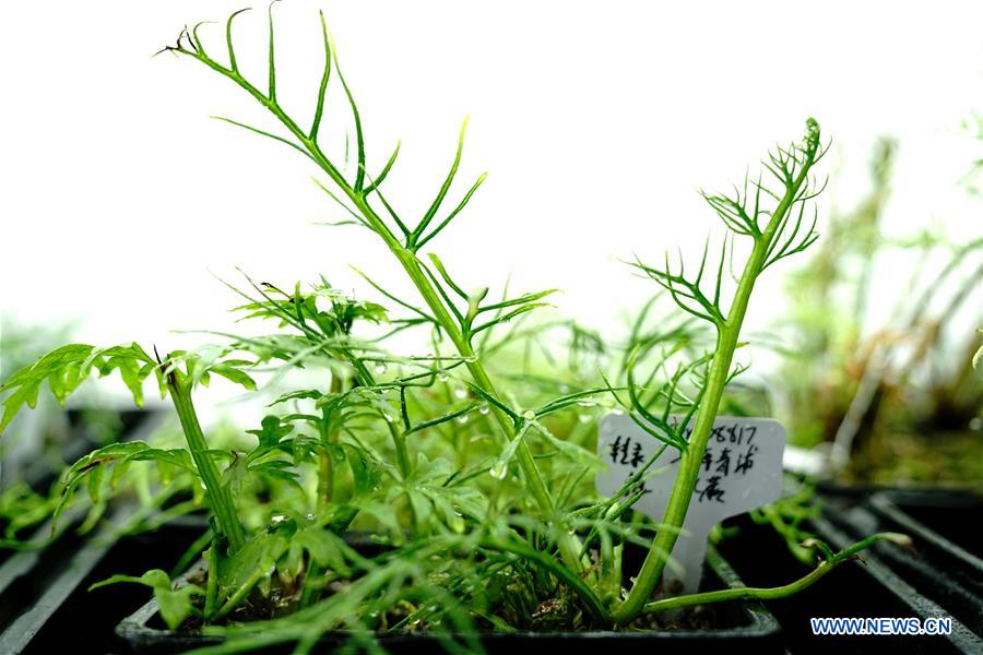 CHINA-SHANGHAI-CERATOPTERIS PTERIDOIDES (CN)