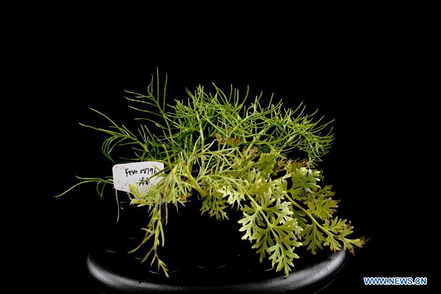 CHINA-SHANGHAI-CERATOPTERIS PTERIDOIDES (CN)