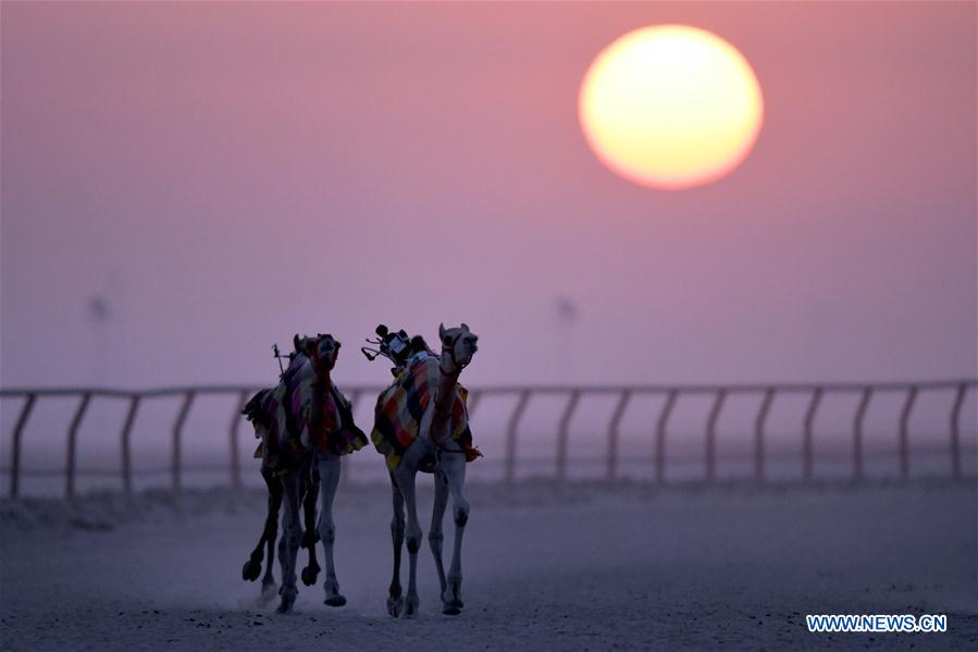 (SP)KUWAIT-AL AHMADI-CAMELS-DAWN TRAINING