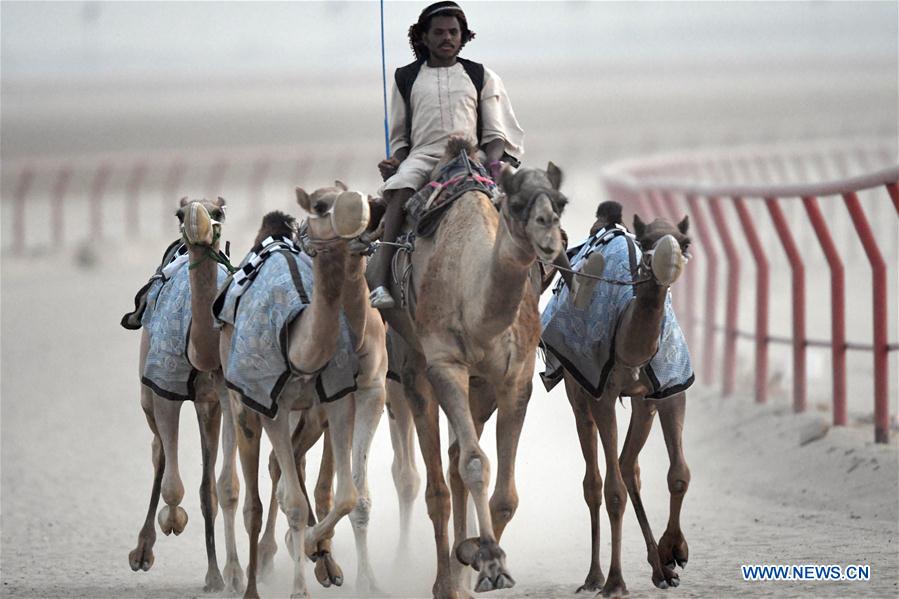 (SP)KUWAIT-AL AHMADI-CAMELS-DAWN TRAINING