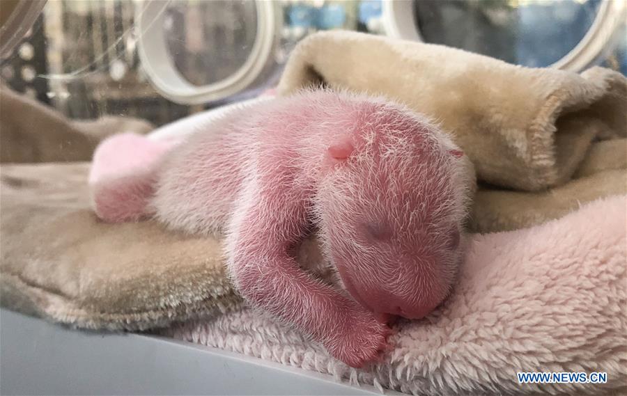 CHINA-SICHUAN-CHENGDU-GIANT PANDA TWINS-BIRTH (CN)