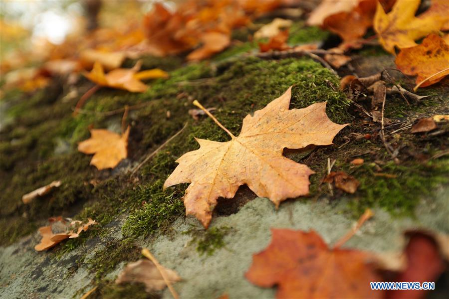 SWEDEN-STOCKHOLM-AUTUMN