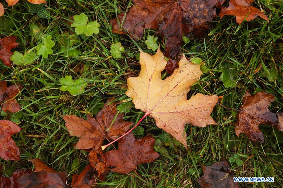 SWEDEN-STOCKHOLM-AUTUMN