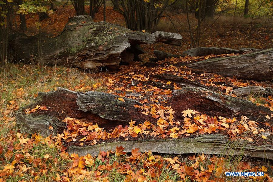 SWEDEN-STOCKHOLM-AUTUMN