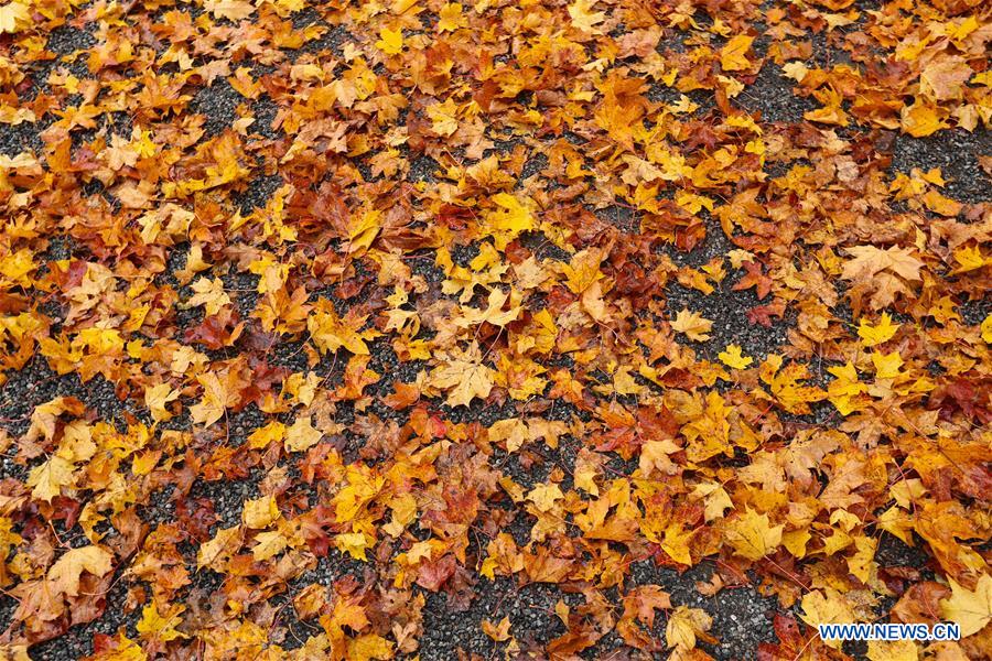 SWEDEN-STOCKHOLM-AUTUMN