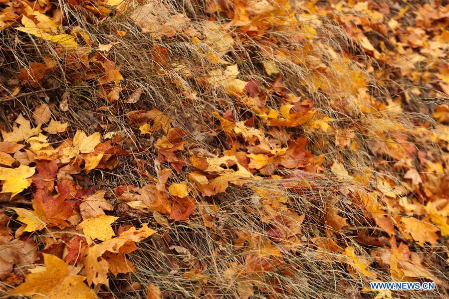 SWEDEN-STOCKHOLM-AUTUMN