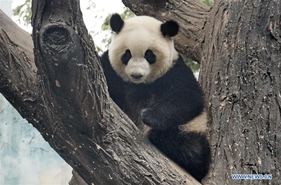 CHINA-BEIJING-ZOO-GIANT PANDA TWINS-DEBUT(CN)