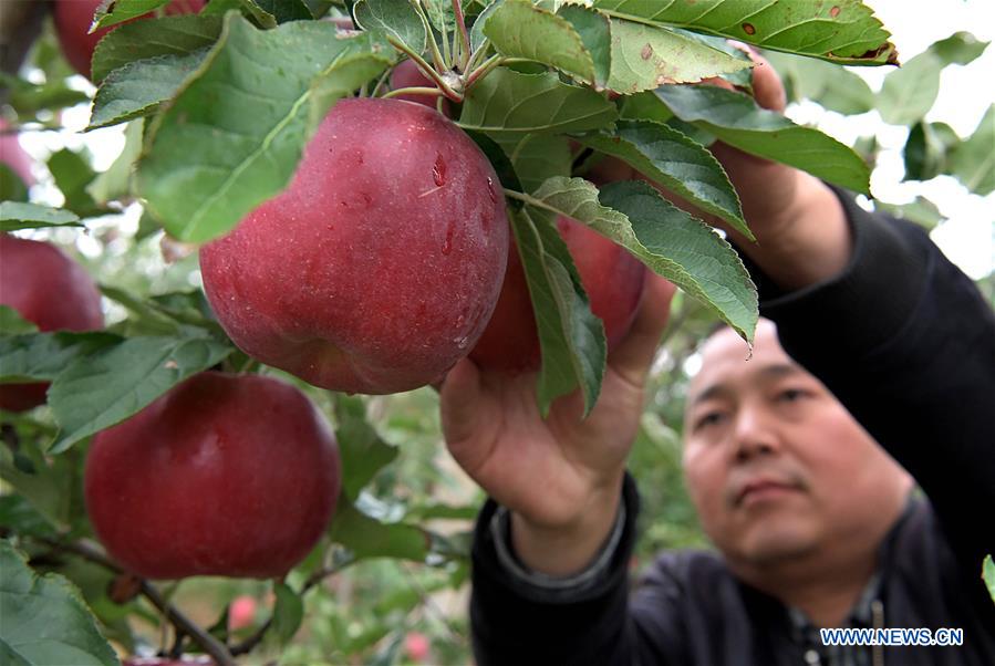 CHINA-HENAN-LUONING-APPLE INDUSTRY (CN)