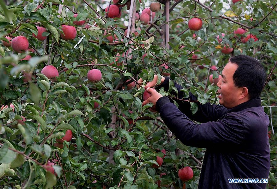 CHINA-HENAN-LUONING-APPLE INDUSTRY (CN)