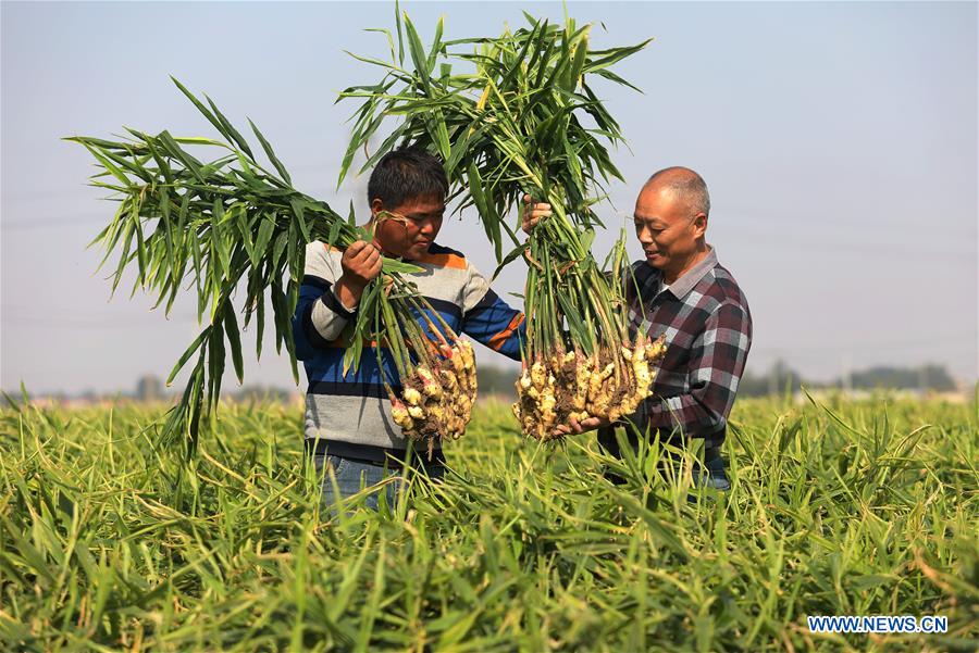 CHINA-HEBEI-AGRICULTURE-GINGER HARVEST (CN)