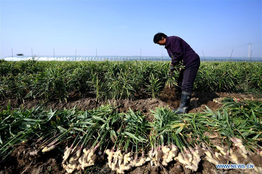 CHINA-HEBEI-AGRICULTURE-GINGER HARVEST (CN)