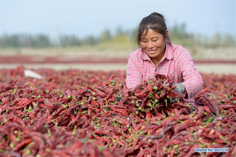 CHINA-XINJIANG-CHILI PEPPER-HARVEST (CN)