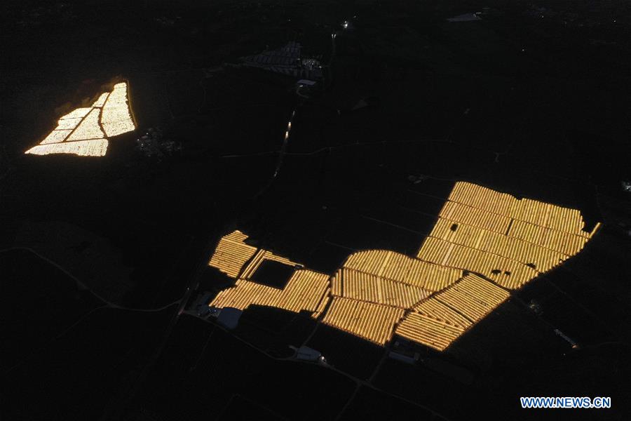 CHINA-GUANGXI-LONGAN-AGRICULTURE-LIGHT SUPPLEMENTING SYSTEM (CN)