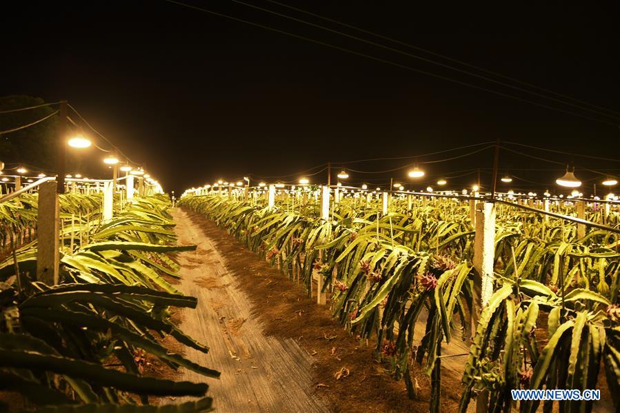 CHINA-GUANGXI-LONGAN-AGRICULTURE-LIGHT SUPPLEMENTING SYSTEM (CN)