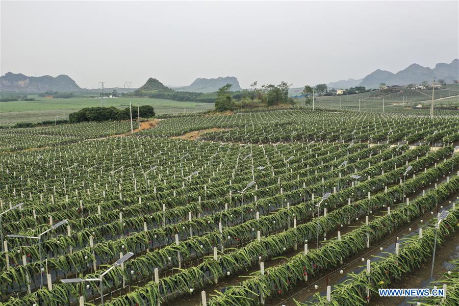 CHINA-GUANGXI-LONGAN-AGRICULTURE-LIGHT SUPPLEMENTING SYSTEM (CN)