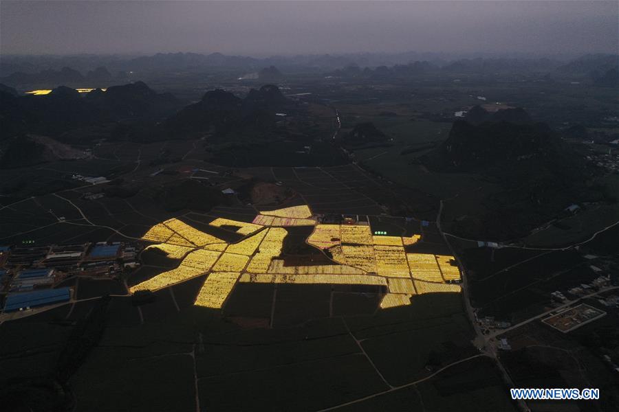 CHINA-GUANGXI-LONGAN-AGRICULTURE-LIGHT SUPPLEMENTING SYSTEM (CN)