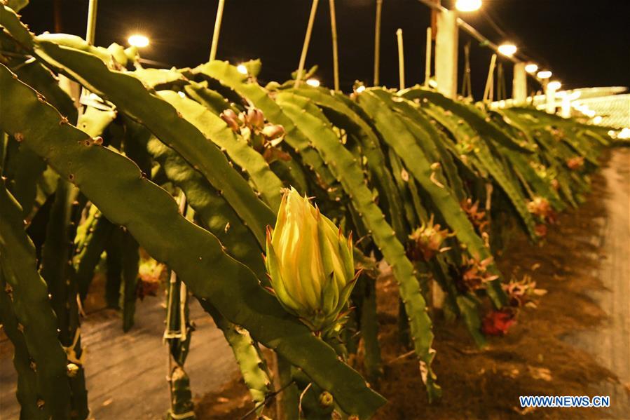 CHINA-GUANGXI-LONGAN-AGRICULTURE-LIGHT SUPPLEMENTING SYSTEM (CN)