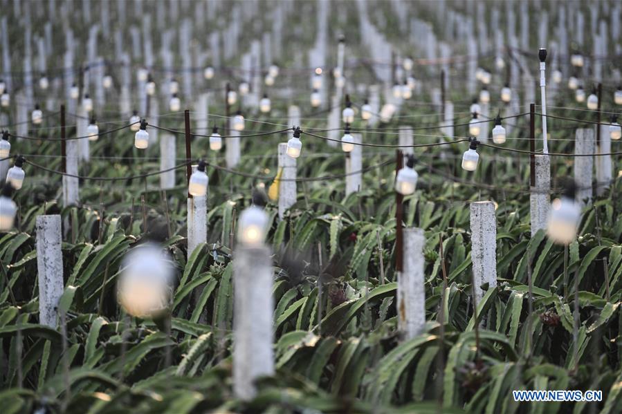 CHINA-GUANGXI-LONGAN-AGRICULTURE-LIGHT SUPPLEMENTING SYSTEM (CN)