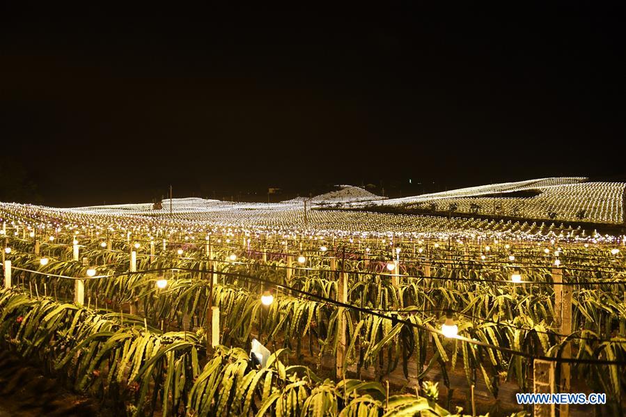 CHINA-GUANGXI-LONGAN-AGRICULTURE-LIGHT SUPPLEMENTING SYSTEM (CN)