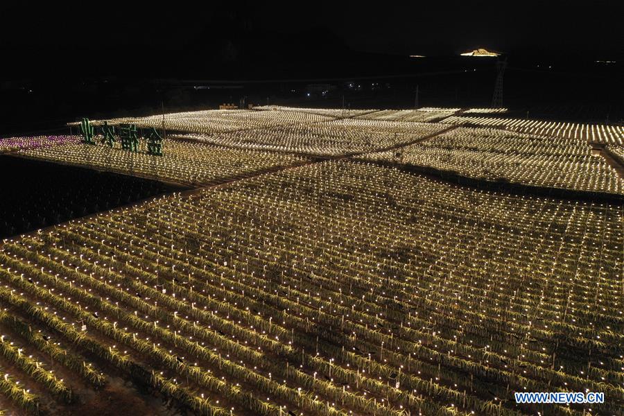 CHINA-GUANGXI-LONGAN-AGRICULTURE-LIGHT SUPPLEMENTING SYSTEM (CN)