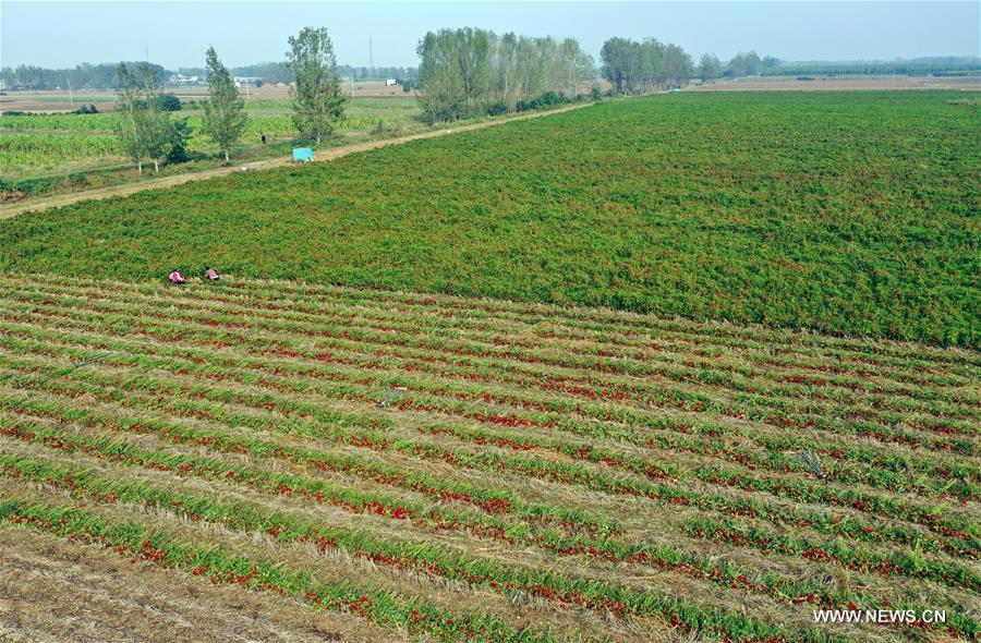 CHINA-HENAN-AGRICULTURE-CHILI PEPPER (CN)