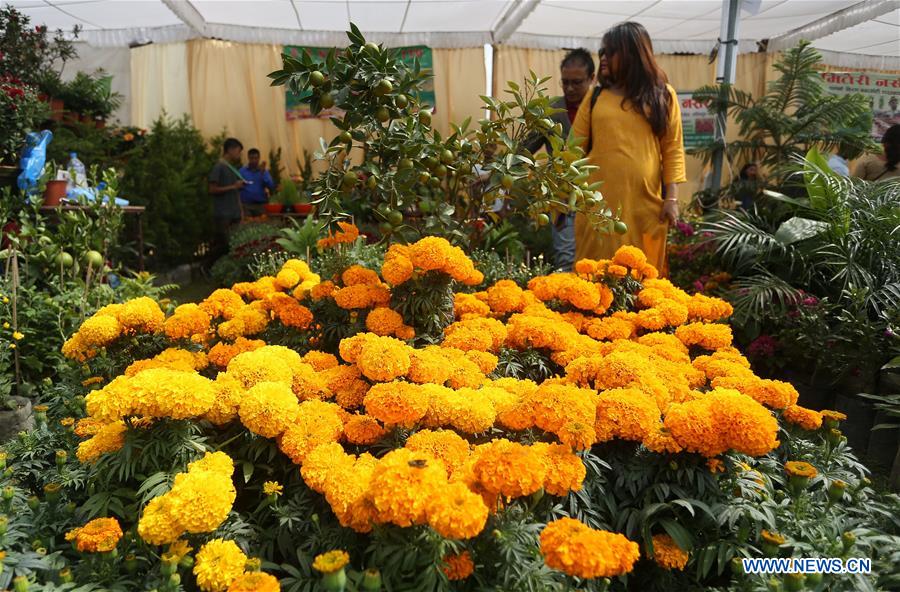 NEPAL-LALITPUR-CHRYSANTHEMUM FLOWER EXPO