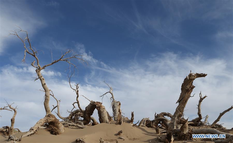 CHINA-INNER MONGOLIA-DESERT POPLAR TREES-SCENERY (CN)
