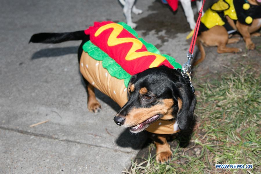 U.S.-DALLAS-DOG FESTIVAL