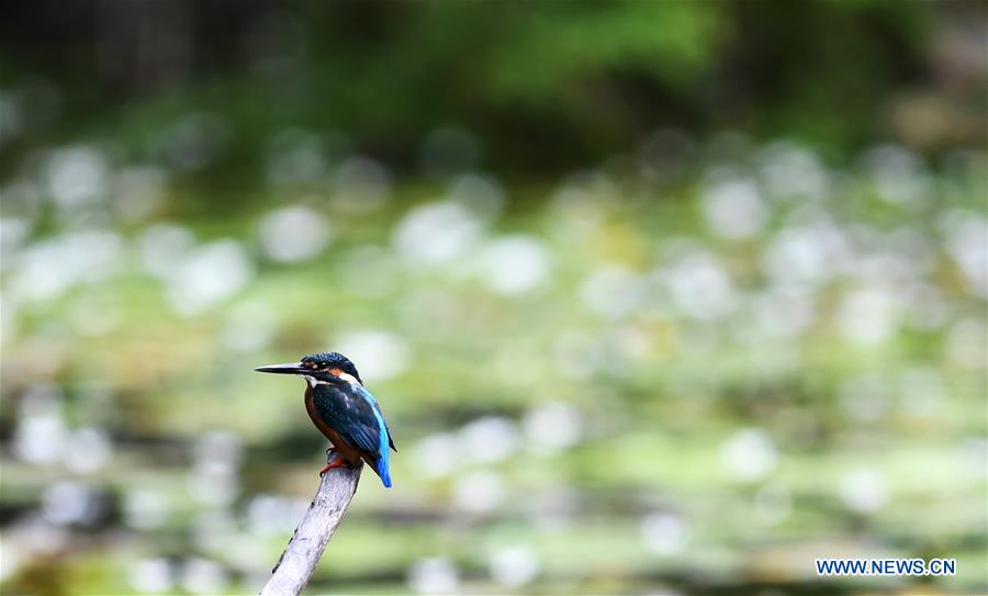 CHINA-TAIPEI-INT'L BIRD WATCHING FAIR (CN)