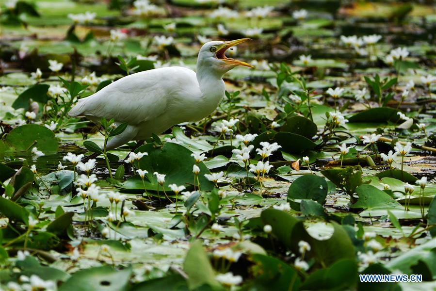 CHINA-TAIPEI-INT'L BIRD WATCHING FAIR (CN)