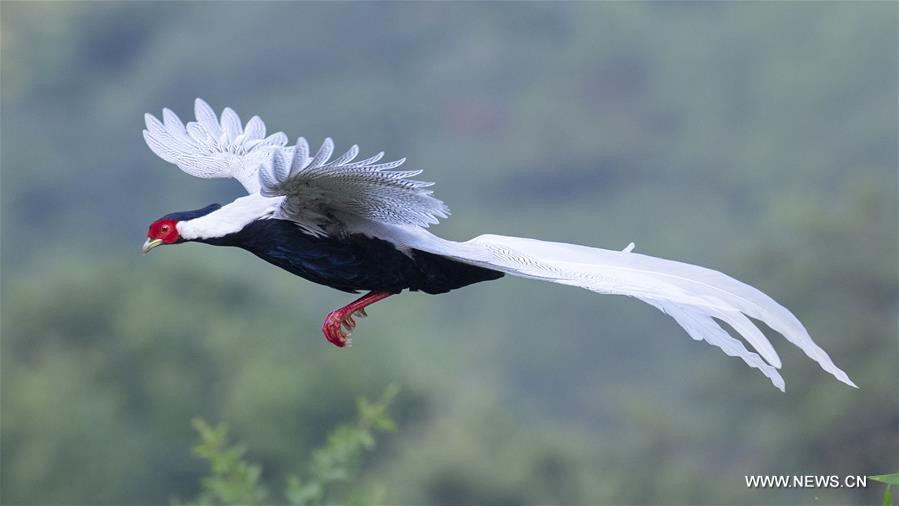 CHINA-FUJIAN-SILVER PHEASANT (CN)