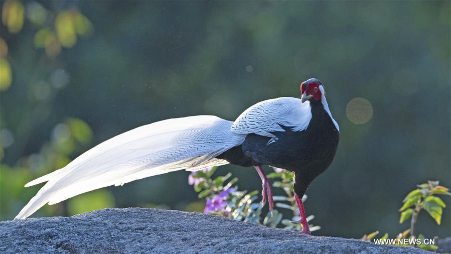 CHINA-FUJIAN-SILVER PHEASANT (CN)