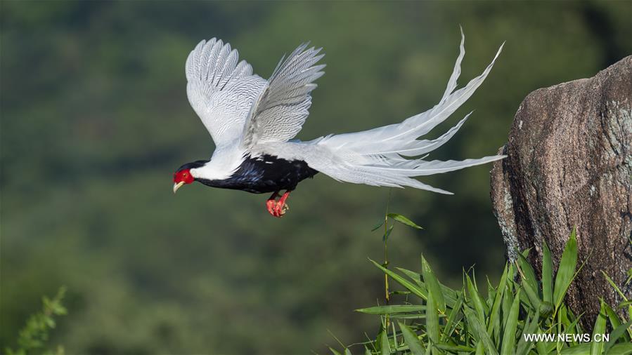 CHINA-FUJIAN-SILVER PHEASANT (CN)